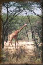 Netgiraffe
