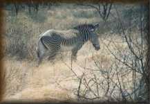 Grevy's zebra