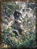 Colobus apen