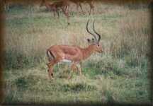 Impala