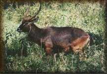 Defessa waterbok