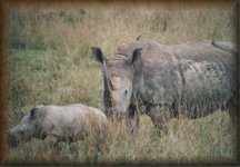 Witte neushoorn