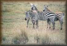 Zebra's