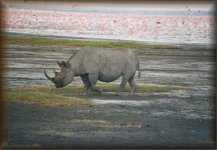 Zwarte neushoorn