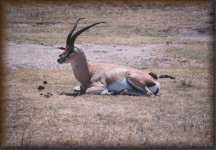 Grants gazelle