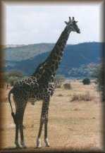 Masai giraffe