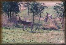 Topi
