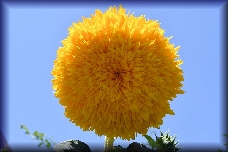 Zonnebloem
