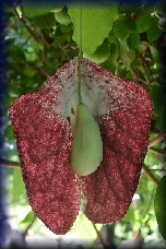Fournes botanische tuin