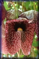 Fournes botanische tuin