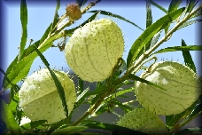 Fournes botanische tuin