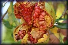 Fournes botanische tuin