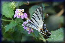 Fournes botanische tuin