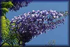 bloemen kreta