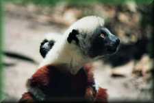 Coquerel's Sifaka