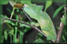 Parson's Chameleon