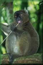 Greater Bamboo Lemur