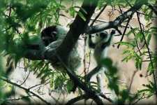 Verreaux Sifaka