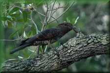 Madagascar Cuckoo Roller