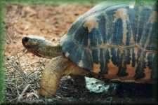 Schildpad