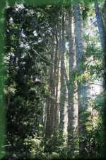 Parc National de Montangne d'Ambre