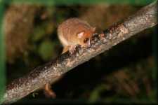 Brown Mouse Lemur