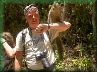 Common Brown Lemur 