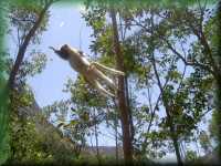 Coquerel's Sifaka