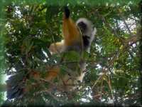 Diademed Sifaka