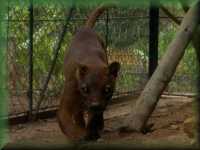 Fosa