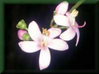 Bloem