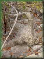 Elephant tree
