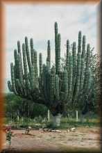 Cactus