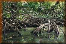 Mangrove