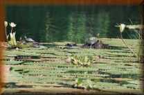Schildpadden