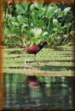 Watervogel