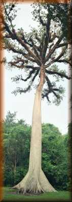 Ceiba