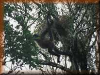 Spider Monkey