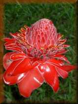 Bloem