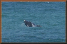 Southern Right Whale