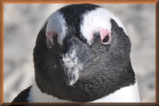 Pinguin