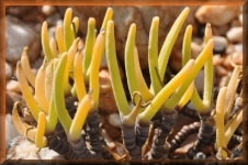 Vetplant