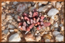 Vetplant