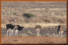 Struisvogels