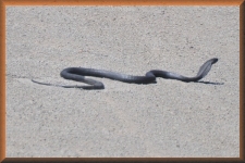 Cobra