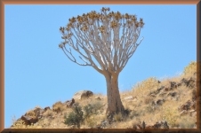 Kokerboom