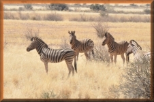 Zebra's