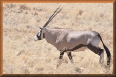 Oryx