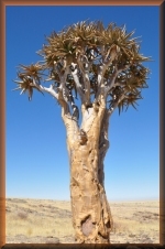 Kokerboom