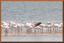 Flamingo's